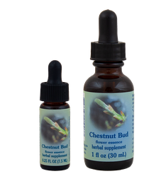 Chestnut Bud