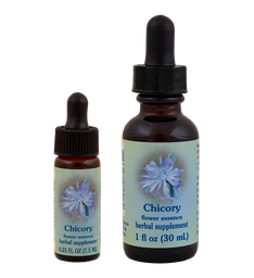 Chicory