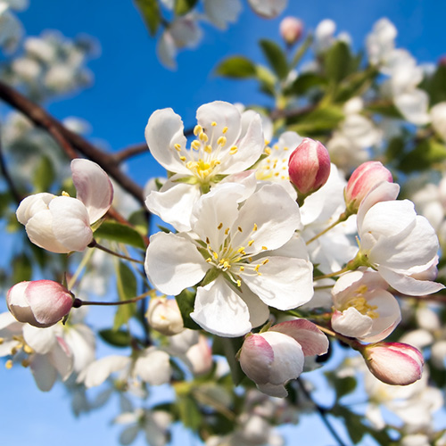 Crab Apple