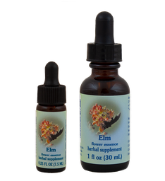 Elm