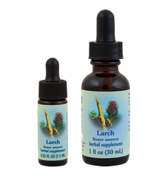 Larch