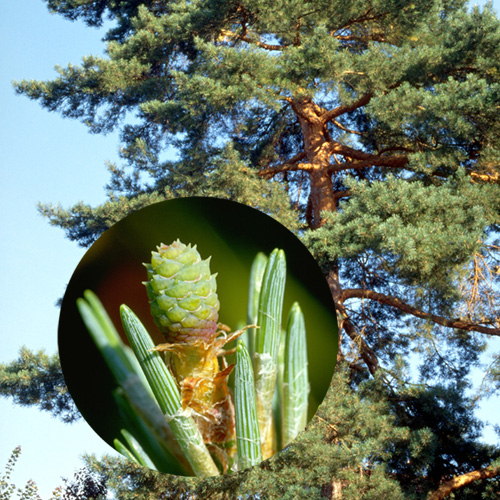 Pine
