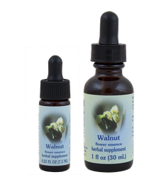 Walnut