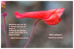 [FPRLA] Flower Photo Print - Red Larkspur