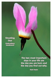 [FPSST] Flower Photo Print - Shooting Star