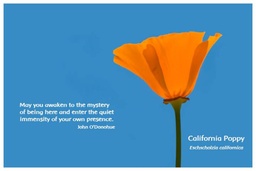 [FPCPO] Flower Photo Print - California Poppy