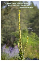 [FPMUL] Flower Photo Print - Mullein