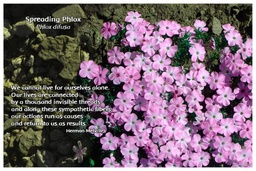 [FPSPH] Flower Photo Print - Spreading Phlox