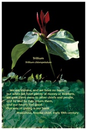 [FPTRI] Flower Photo Print - Trillium
